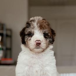 Wasabi - Chocolate merle male Bernedoodle puppy in Maricopa, Arizona from Desert Ridge Doodles