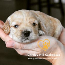 Cockapoo Puppies from Chesley Hill Cockapoos