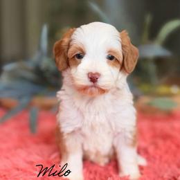 Milo - Caramel cream male Australian Labradoodle puppy in Nashville, Tennessee from SF Australian Labradoodles