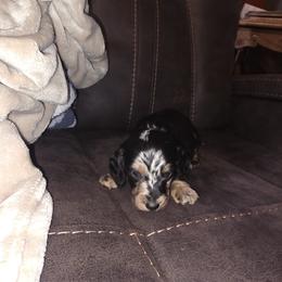 Dachshund Puppies from Joseph Dachshund's