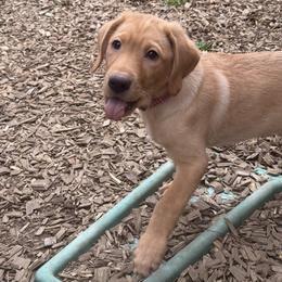 Archer - Yellow male Labrador Retriever puppy in Tigard, Oregon from Morrison Labrador Retreivers