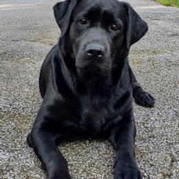 Labrador Retrievers from Marmolejos Labs