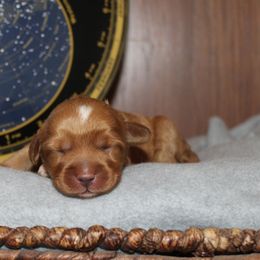 Nova - Red female Australian Cobberdog puppy in Bellingham, Minnesota from Whispering Prairie Australian Cobberdog