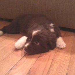 Australian Shepherd Puppies from AussieLand Shepherds