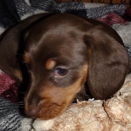 Dachshund Puppies from K&L Dachshund