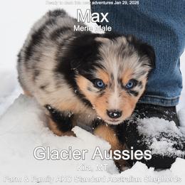 Max - Blue merle male Australian Shepherd puppy in Kila, Montana from Glacier Aussies