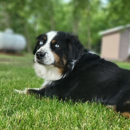 Selah - Miniature Australian Shepherd