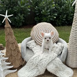 Chihuahua Puppies from Figgy’s Chihuahuas