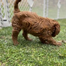 Goldendoodle Puppies from Coal Country Doodles