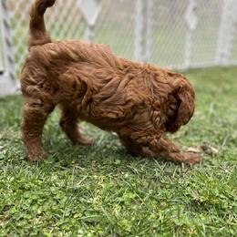 Goldendoodle Puppies from Coal Country Doodles