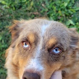 Moira - Miniature Australian Shepherd