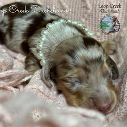 Twix - Chocolate and cream female Dachshund puppy in Fayetteville, West Virginia from Loop Creek Dachshunds