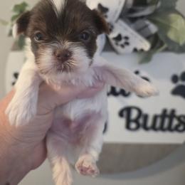 Prim - Chocolate, tan and white male Yorkshire Terrier puppy in Clermont, Florida from Bella's Prissy Butts