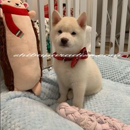 Shiba Inu Puppies from Shiba Paradise