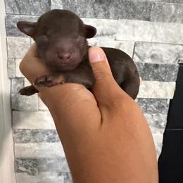Bonnie - Brown female Poodle puppy in Lathrop, California from Stellar Poodles