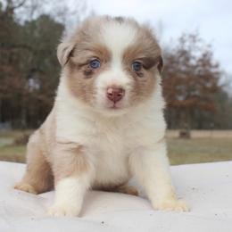Astro-2100 - Red merle male Australian Shepherd puppy in Star City, Arkansas from Blush & Lace Aussie Co.