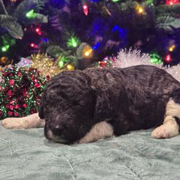 Brindle Tux Male - Brindle male Poodle puppy in Patterson, California from Paterson Poodles