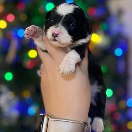 Aussiedoodle and Goldendoodle Puppies from Ever After Doodles Arizona