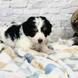 Bert - Tri-color male Bernedoodle puppy in Moulton, Iowa from Shondel Puppy Paws