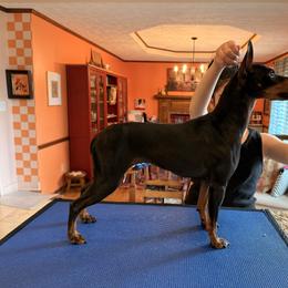 Manchester Terrier puppies from Painterly Toy Manchester Terriers