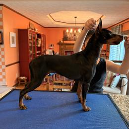 Manchester Terrier puppies from Painterly Toy Manchester Terriers