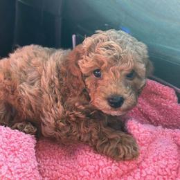 Cockapoo Puppies from Ouachita River Cockapoos