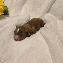 Girl 1 - Red female Cavapoo puppy in Maize, Kansas from Happy Doodles- Cockapoo and Cavapoo puppies