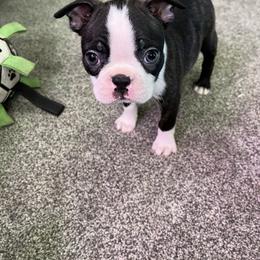 Boston Terrier Puppies from RottNBostons