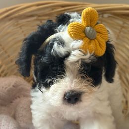 Clara - Black and white female Bernedoodle puppy in Coventry, Rhode Island from Timber Trail Bernedoodles RI