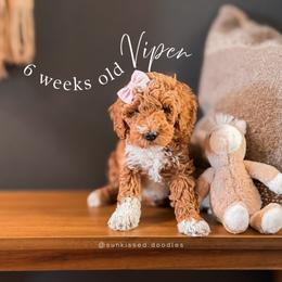 Viper - Apricot female Goldendoodle puppy in Garden Grove, California from Sunkissed Doodles