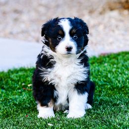 Miniature Australian Shepherd Puppies from Rockin D Mini Aussies