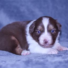 Kristoff - Red tri-color male Australian Shepherd puppy in Easton, Missouri from MMA Kennel