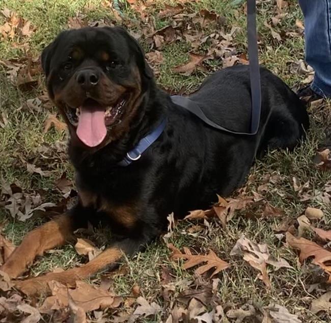 Otto