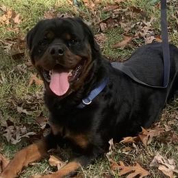 Otto - Rottweiler