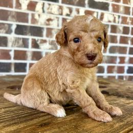 Orange Boy - Red  male Goldendoodle puppy in Huntsville, Alabama from Winchester Doodles