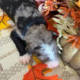Autumn - Merle female Bernedoodle puppy in Gilbert, Arizona from The Berne Barn... it’s a Doodle thing!