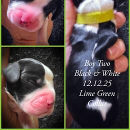 Boy 2 - Black and white male English Springer Spaniel puppy in Silverdale, Washington from TimberVale Springers