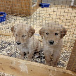 Golden Retriever Puppies from Eagle Ridge Golden Retrievers