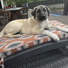 Anatolian Shepherd Dog Puppies from Apex Anatolians