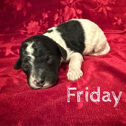 Friday - Parti male Poodle puppy in Port Orange, Florida from Daytona’s Standard Poodles