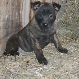 Blitzen - Gold brindle Dutch Shepherd puppy in Duffield, Virginia from Sage Mountain Farm and Kennels