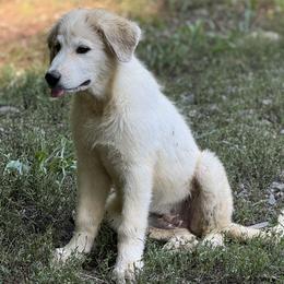 Great Pyrenees puppies from Heavenly Hills Great Pyrenees