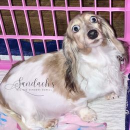 Pearl - Dachshund