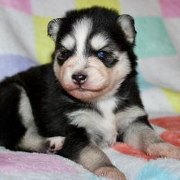 Canary - Black and white female Pomsky puppy in Centerville, Iowa from LJ Kennels Pomskies, LLC