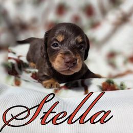 Stella - Chocolate and tan female Dachshund puppy in Los Angeles, California from One Love Doxies