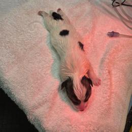 Boy 1 - White and black male Pembroke Welsh Corgi puppy in San Diego, California from San Diego Corgis