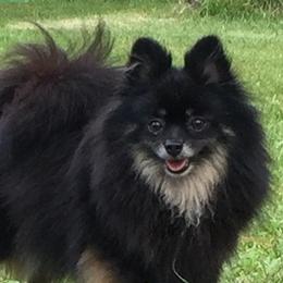 Pomeranians from Twins Heavenly Sent Pomeranians