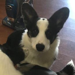Cardigan Welsh Corgi Puppies from Rochar Cardigan Welsh Corgis