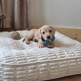 AKC Meet Greyson :) - Cream male Dachshund puppy in Centerville, Iowa from Barnyard Dachshunds, Dals & Doodles
