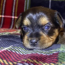 Girl 2 - Yorkshire Terrier puppy from Melrey's paws